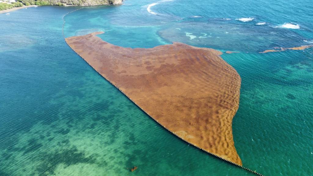 À quand une protection juridique pour les victimes des sargasses ?